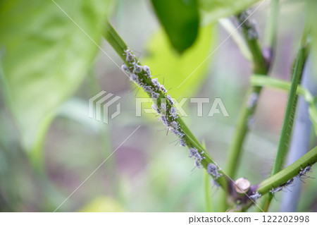 Stink bug larvae on peppers Stink bug larvae on peppers 122202998