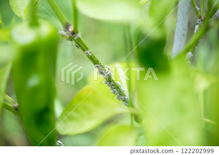 Stink bugs, a pest on pepper stems 122202999