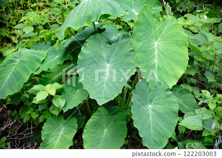 Large taro leaves 122203003