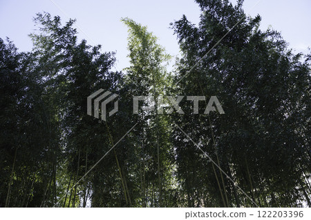 Bamboo forest swaying in the wind, Asian landscape 122203396