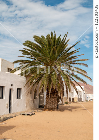 Sandy street with a palm tree, La Graciosa, Spain Sandy street with a palm tree, La Graciosa, Spain 122203438
