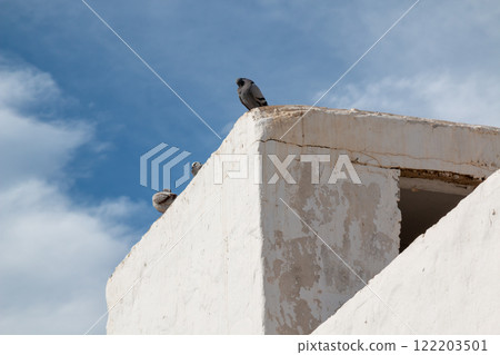 Three pigeons on the roof, La Graciosa, Spain 122203501