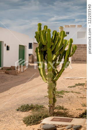 Cactus growing on a street, La Gracciosa, Spain 122203540