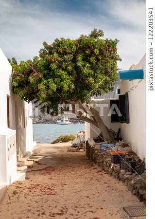 Sandy street with a tree, La Graciosa, Spain Sandy street with a tree, La Graciosa, Spain 122203541