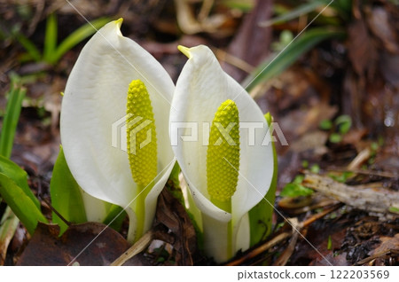Skunk Cabbage Forest in Koshimoto, Katashina Village Skunk Cabbage Forest in Koshimoto, Katashina Village 122203569