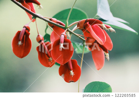 Red-flowered deigo tree Red-flowered deigo tree 122203585