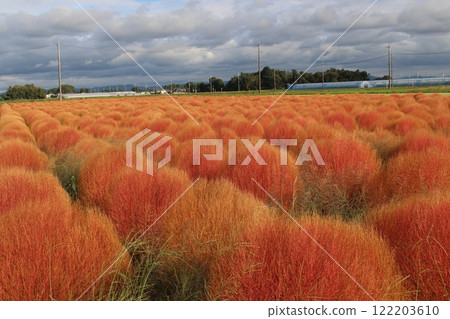 Haga Town Higashi Takahashi Cochia Haga Town Higashi Takahashi Cochia 122203610