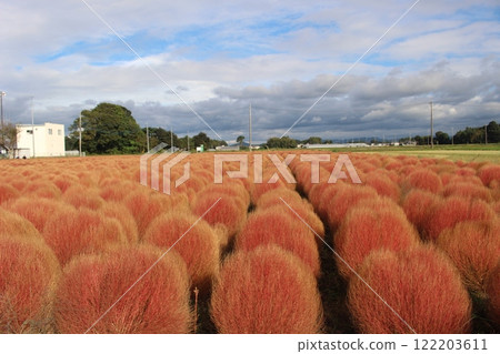 Haga Town Higashi Takahashi Cochia Haga Town Higashi Takahashi Cochia 122203611