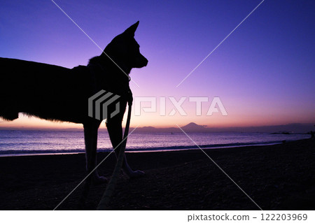 Dog standing on the beach at sunset Dog standing on the beach at sunset 122203969