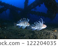 Friendly Lionfish 122204035
