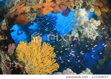 Winter in full bloom 122204037