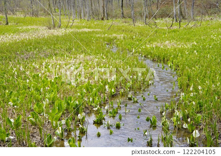 Skunk cabbage from Okususobana Nature Park Skunk cabbage from Okususobana Nature Park 122204105