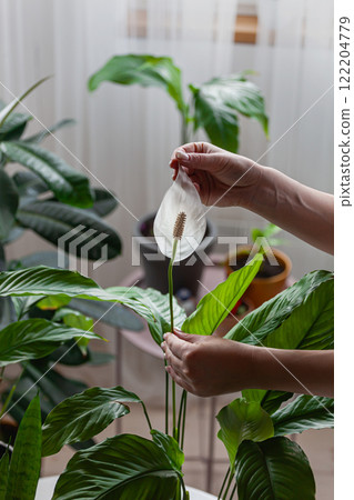 Woman care of houseplants, holding spathiphyllum flower in hands at home Woman care of houseplants, holding spathiphyllum flower in hands at home 122204779