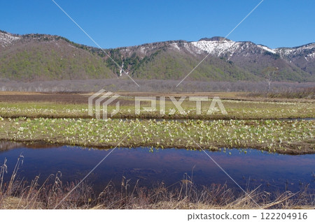 Ozegahara with blooming skunk cabbage and remaining snow on Mount Keikaku 122204916