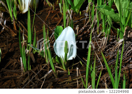 [長野縣/櫂池自然公園]臭菘（臭菘） 122204998