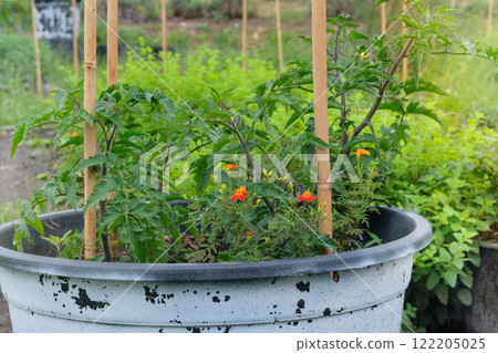 Tomato bush is growing in a container in rustic garden. Green seedling in countryside. Growing vegetables. Container gardening. Cottage garden. 122205025