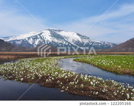 臭菘開花的尾瀨原和殘雪的慶鶴山 122205168