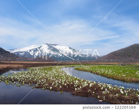 臭菘開花的尾瀨原和殘雪的慶鶴山 122205169