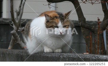 Mike cat 122205251