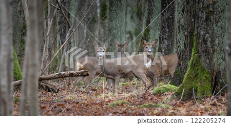 Roe Deers (Capreolus capreolus) between trees in the forest. Roe Deers (Capreolus capreolus) between trees in the forest. 122205274
