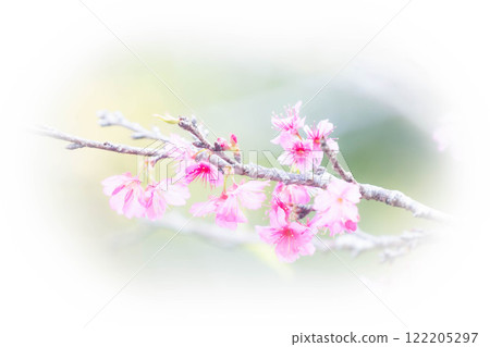 櫻花的模糊影像 122205297
