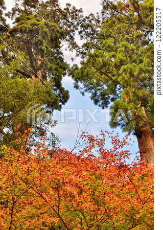 Autumn leaves of Kurama-dera Temple Autumn leaves of Kurama-dera Temple 122205517