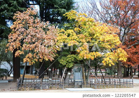 Autumn at Peace Park Autumn at Peace Park 122205547