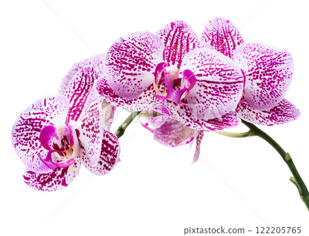 Branch of orchid isolated on white Branch of orchid isolated on white 122205765
