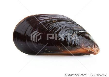 Fresh mussel on white background. Fresh mussel on white background. 122205787