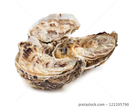 Oyster on white background 122205790