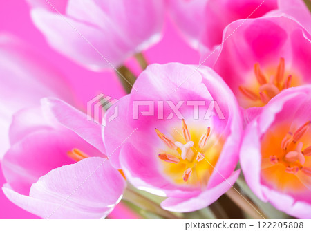 Close up of a pink tulip 122205808