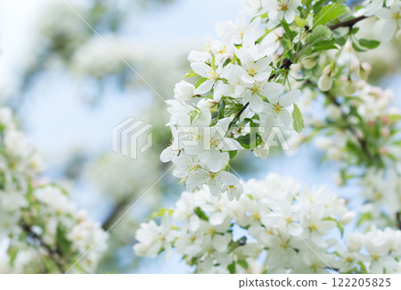 Apple tree blossoms on the tree under blue sky, 122205825
