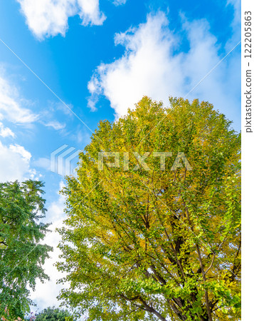 Ginkgo trees starting to change color and a clear autumn sky Ginkgo trees starting to change color and a clear autumn sky 122205863
