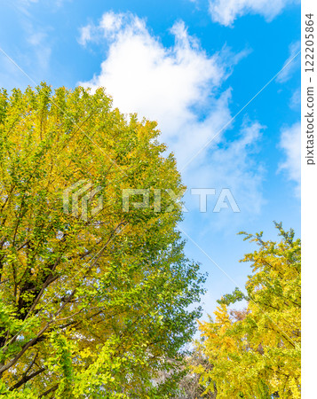 Ginkgo trees starting to change color and a clear autumn sky Ginkgo trees starting to change color and a clear autumn sky 122205864
