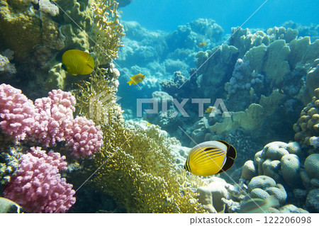 Underwater Scene With Coral Reef Underwater Scene With Coral Reef 122206098