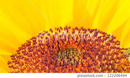 A mesmerizing close-up of a sunflowers intricate center, showcasing its vibrant hues and delicate patterns. A mesmerizing close-up of a sunflowers intricate center, showcasing its vibrant hues and delicate patterns. 122206494