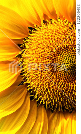 beautifully captures the vibrant yellow hues and symmetrical structure of a sunflower, radiating energy and life. beautifully captures the vibrant yellow hues and symmetrical structure of a sunflower, radiating energy and life. 122206498