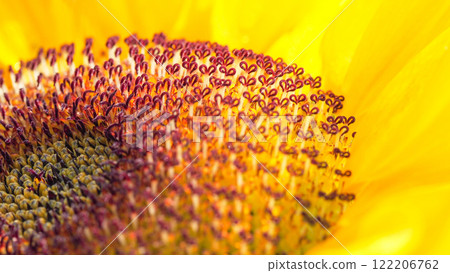 Extreme close-up of a sunflower's stamens, showcasing the intricate details and vibrant colors of the flower's center 122206762