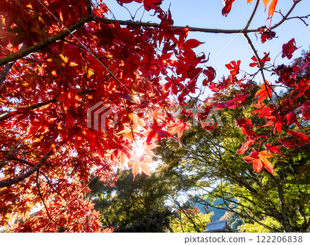 Bright red autumn leaves Bright red autumn leaves 122206838