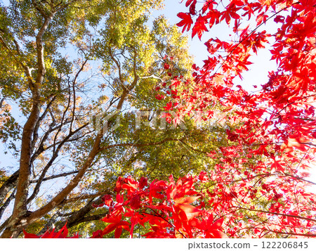 Bright red autumn leaves 122206845
