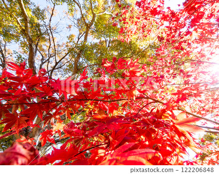 Bright red autumn leaves Bright red autumn leaves 122206848