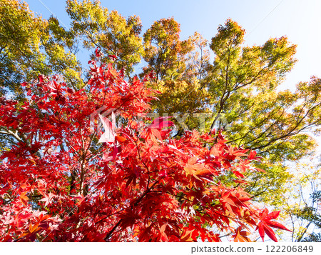 Bright red autumn leaves Bright red autumn leaves 122206849