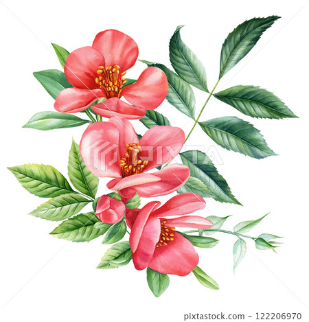Red quince flower. Spring flora. Flowers painted watercolor, isolated exotic jungle bouquet for nature-inspired designs Red quince flower. Spring flora. Flowers painted watercolor, isolated exotic jungle bouquet for nature-inspired designs 122206970