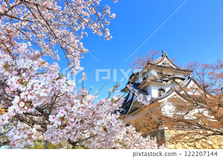 [Shiga Prefecture] Hikone Castle tower and cherry blossoms in full bloom on a clear day 122207144