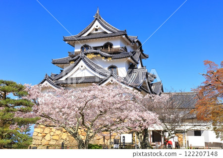 [Shiga Prefecture] Hikone Castle tower and cherry blossoms in full bloom on a clear day 122207148