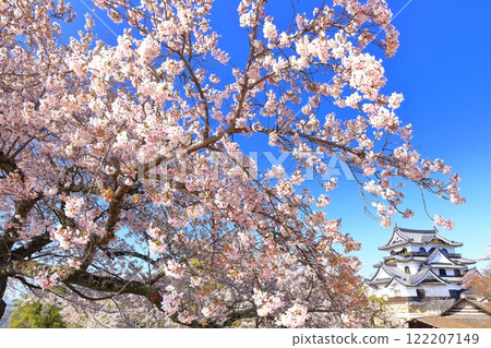 [滋賀縣]彥根城天守閣和櫻花在晴朗的日子裡盛開 122207149