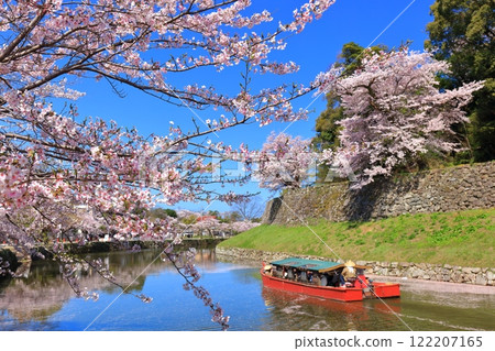 [滋賀縣]晴天時彥根城護城河上的船屋和櫻花盛開 122207165