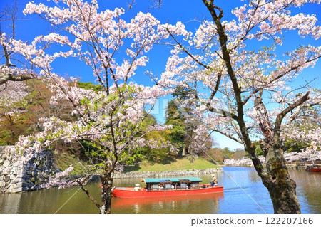 [滋賀縣]晴天時彥根城護城河上的船屋和櫻花盛開 122207166
