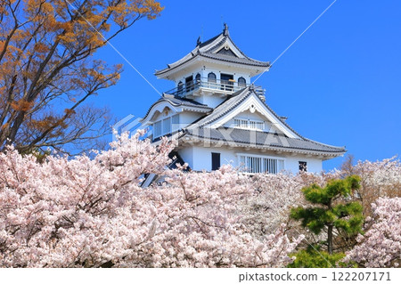 [Shiga Prefecture] Nagahama Castle tower and cherry blossoms in full bloom on a clear day (Toyo Park) 122207171