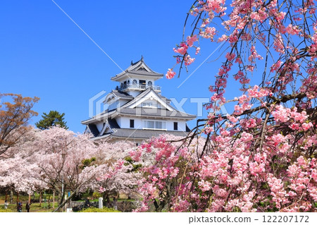 [Shiga Prefecture] Nagahama Castle tower and cherry blossoms in full bloom on a clear day (Toyo Park) 122207172